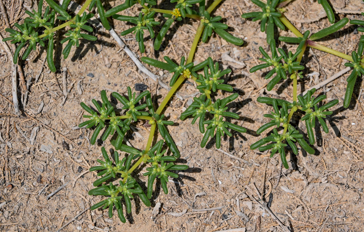 Image of Tetraena simplex specimen.