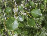 Populus alba