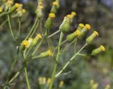 Senecio lividus. Верхушки побегов с соцветиями. Испания, автономное сообщество Каталония, провинция Жирона, комарка Баш Эмпорда, муниципалитет Санта-Кристина-де-Аро, окр. памятника Долмен ла-Кова-ден-Диана, дубовый (Quercus suber) лес, кучи растительного мусора от расчистки просеки. 21.04.2024.