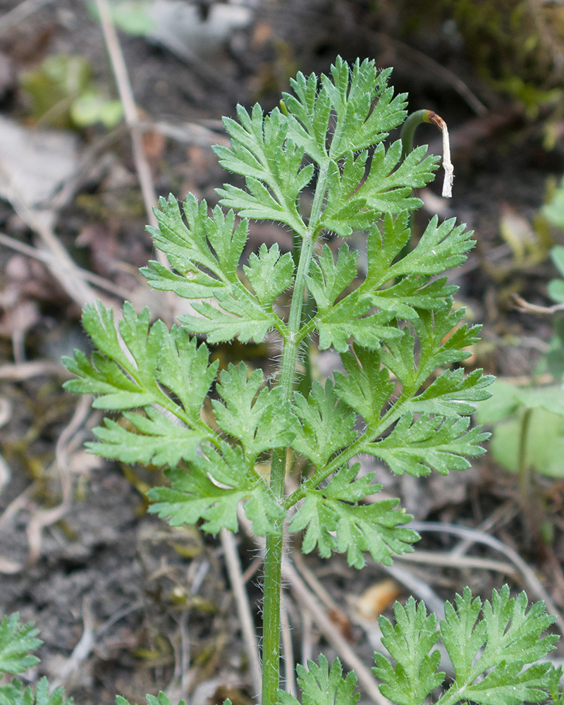 Image of Orlaya daucoides specimen.