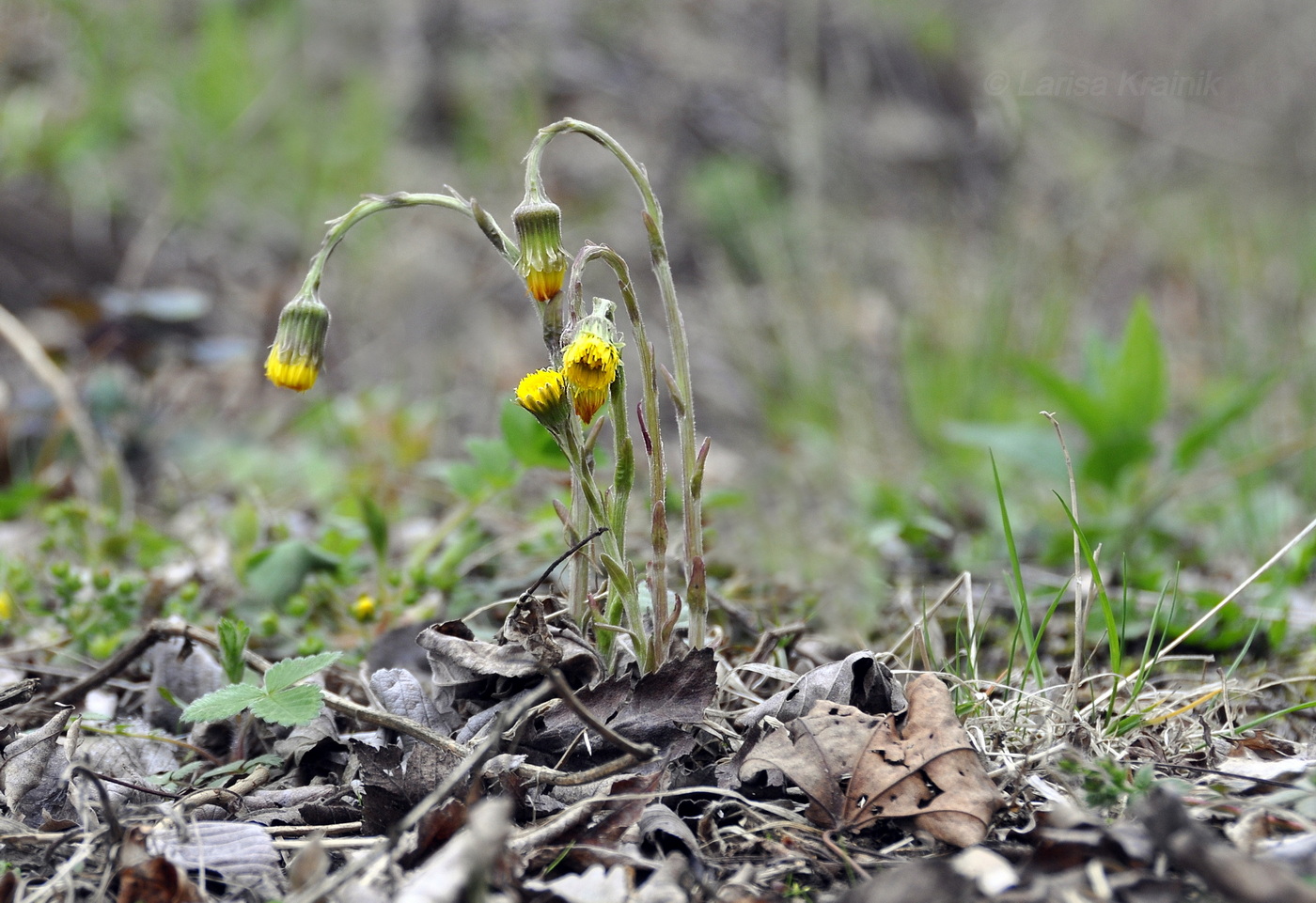 Изображение особи Tussilago farfara.