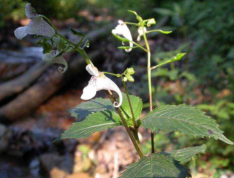 Изображение особи Impatiens furcillata.