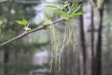 Acer negundo. Верхушка побега с соцветиями и молодыми листьями. ХМАО - Югра, г. Сургут, Сургутский ботанический сад. 11.06.2024.