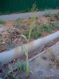 Sorghum saccharatum