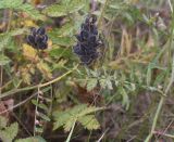 Astragalus cicer