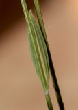 Lavandula latifolia. Часть цветоносного побега. Испания, Каталония, пров. Жирона, комарка Сельва, муниципалитет Сускеда, перевал Майа (Coll de Malla), 1010 м н.у.м, сложенный мергелями холм. 16.10.2024.