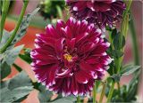 Dahlia × cultorum