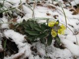 genus Alyssum