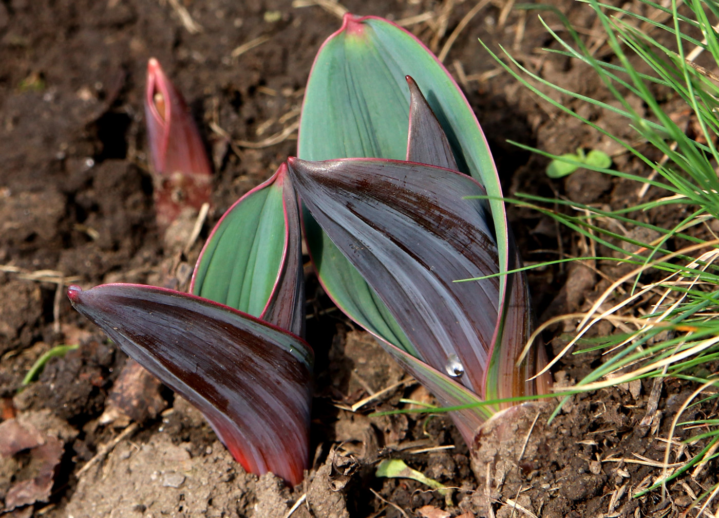 Image of Allium karataviense specimen.