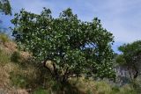 Pistacia vera