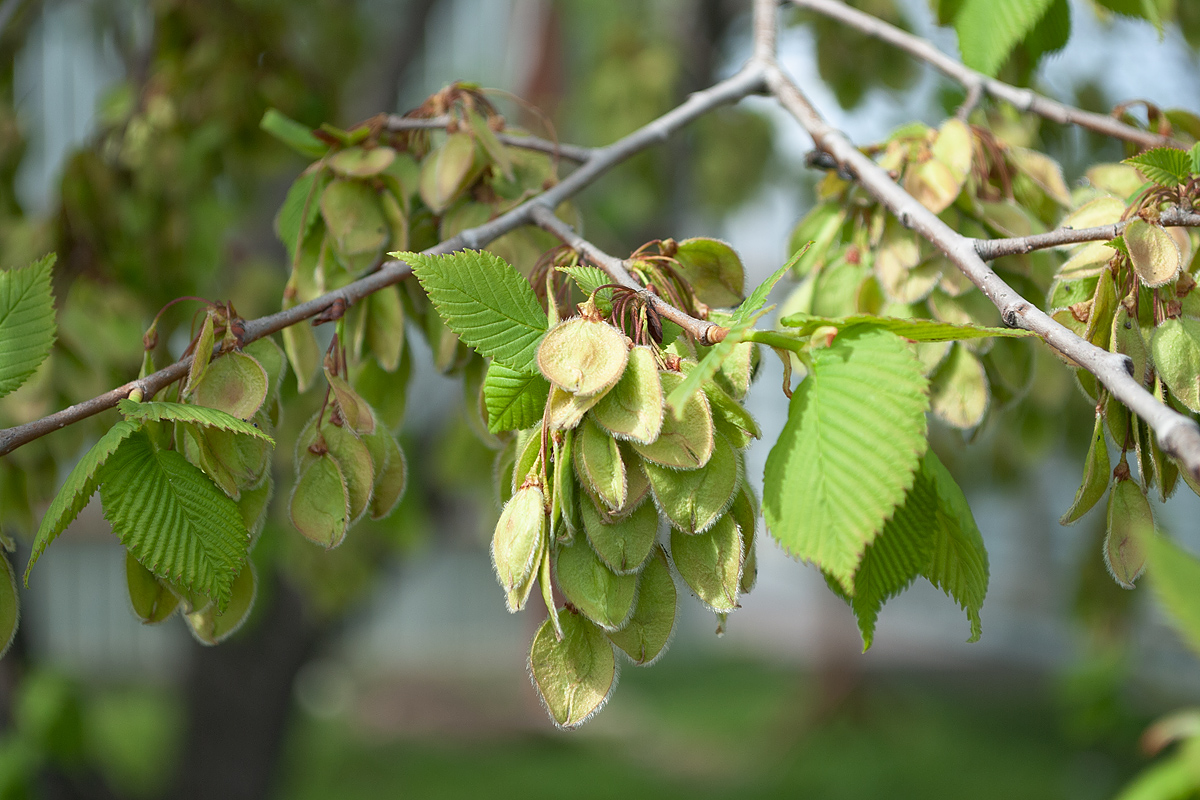 Image of Ulmus laevis specimen.