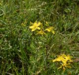 Hypericum perforatum