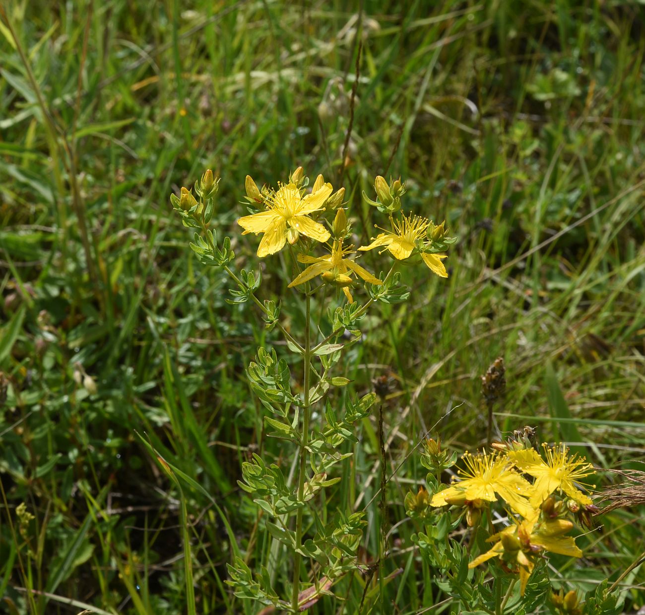 Изображение особи Hypericum perforatum.