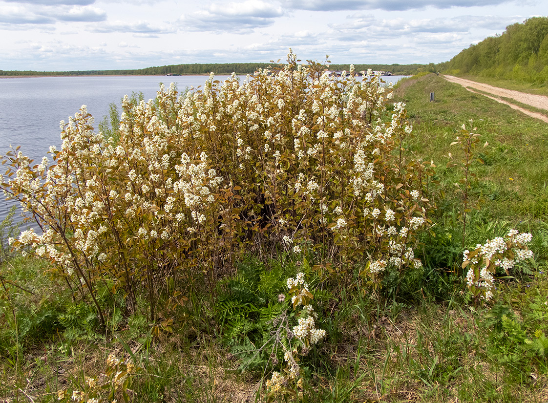 Image of Amelanchier spicata specimen.