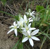 Ornithogalum refractum