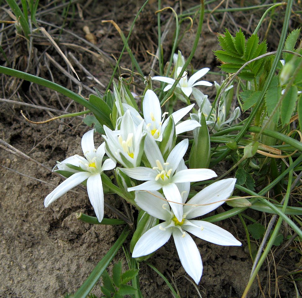 Image of Ornithogalum refractum specimen.