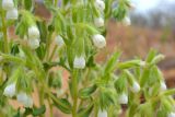 Onosma setosa