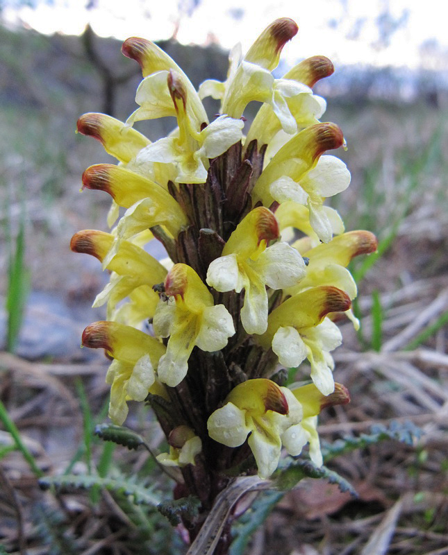 Изображение особи Pedicularis oederi.