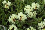 Rhododendron aureum. Листья и соцветия (вместе с веточками Ledum decumbens). Приморский край, Чугуевский р-н, гора Облачная, выс. 1600 м н.у.м., в зарослях кедрового стланика (Pinus pumila). 07.06.2025.