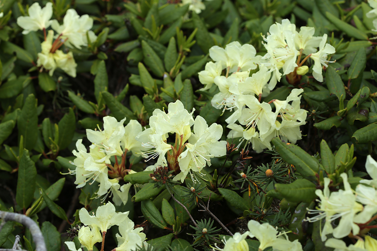Image of Rhododendron aureum specimen.