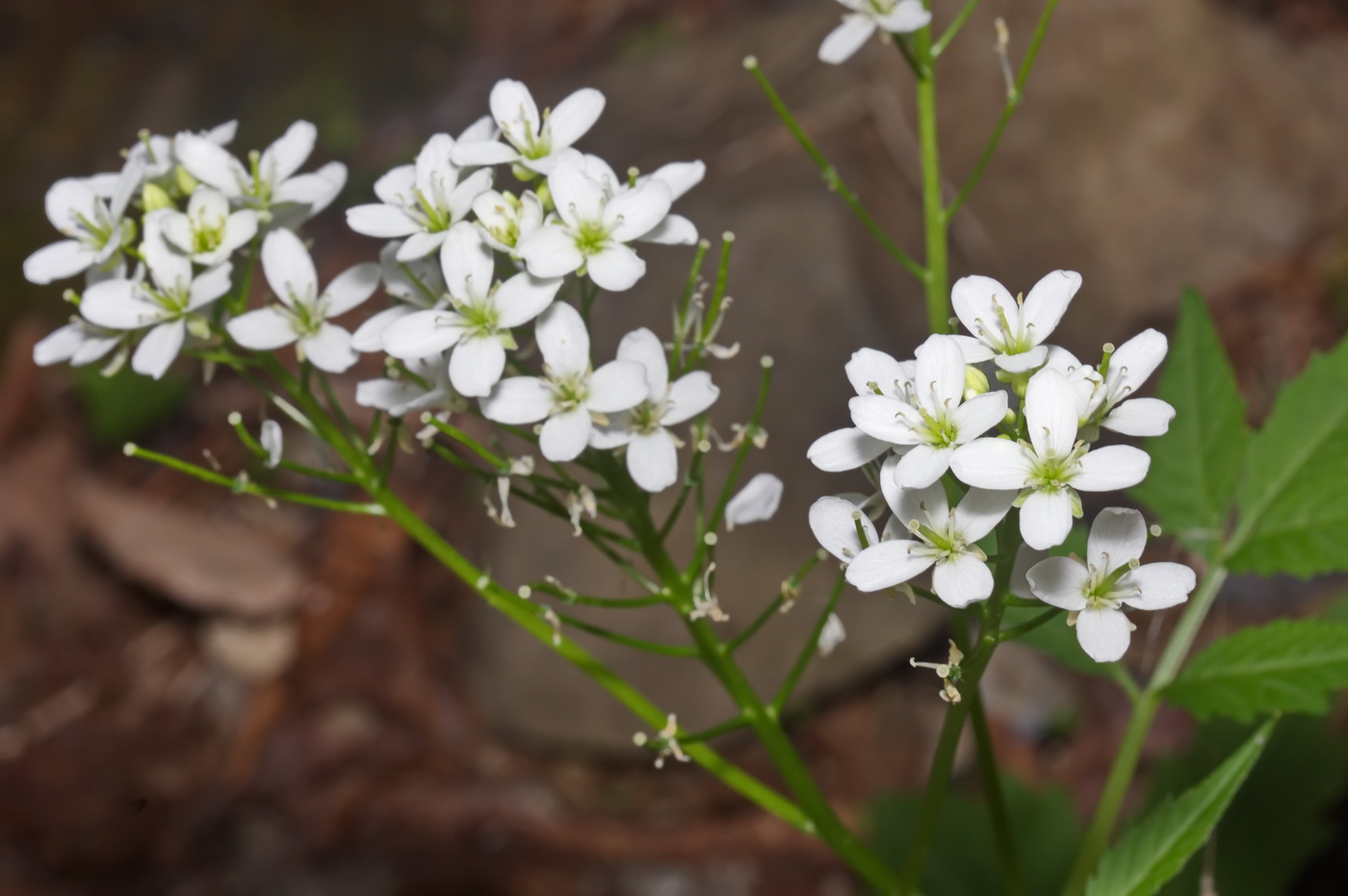Image of Cardamine leucantha specimen.