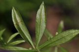 Galium davuricum. Листья. Приморский край, Шкотовский р-н, пос. Подъяпольск, поросший кустарником склон. 14.06.2025.