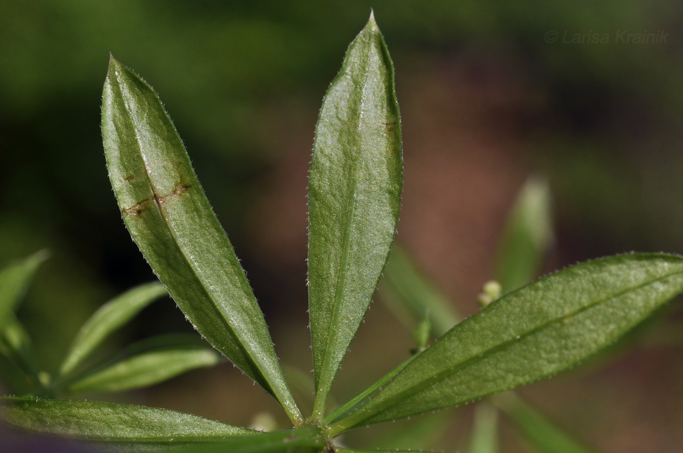 Image of Galium davuricum specimen.
