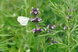 Clinopodium chinense. Верхушка цветущего растения с кормящейся бабочкой. Приморский край, Уссурийский гор. округ, окр. с. Монакино, луг на небольшой сопке. 02.07.2025.