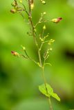 Scrophularia nodosa. Часть побега с цветками. Воронежская обл., Бутурлиновский р-н, окр. г. Бутурлиновка, Шипов лес, широколиственный лес. 24.06.2025.