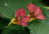 Tropaeolum majus. Цветки. Московская обл., Раменский р-н, окр. дер. Хрипань, садовый участок. 22.08.2025.