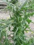 Carduus arabicus