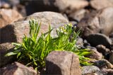 Tripolium подвид tripolium