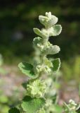 Ballota acetabulosa