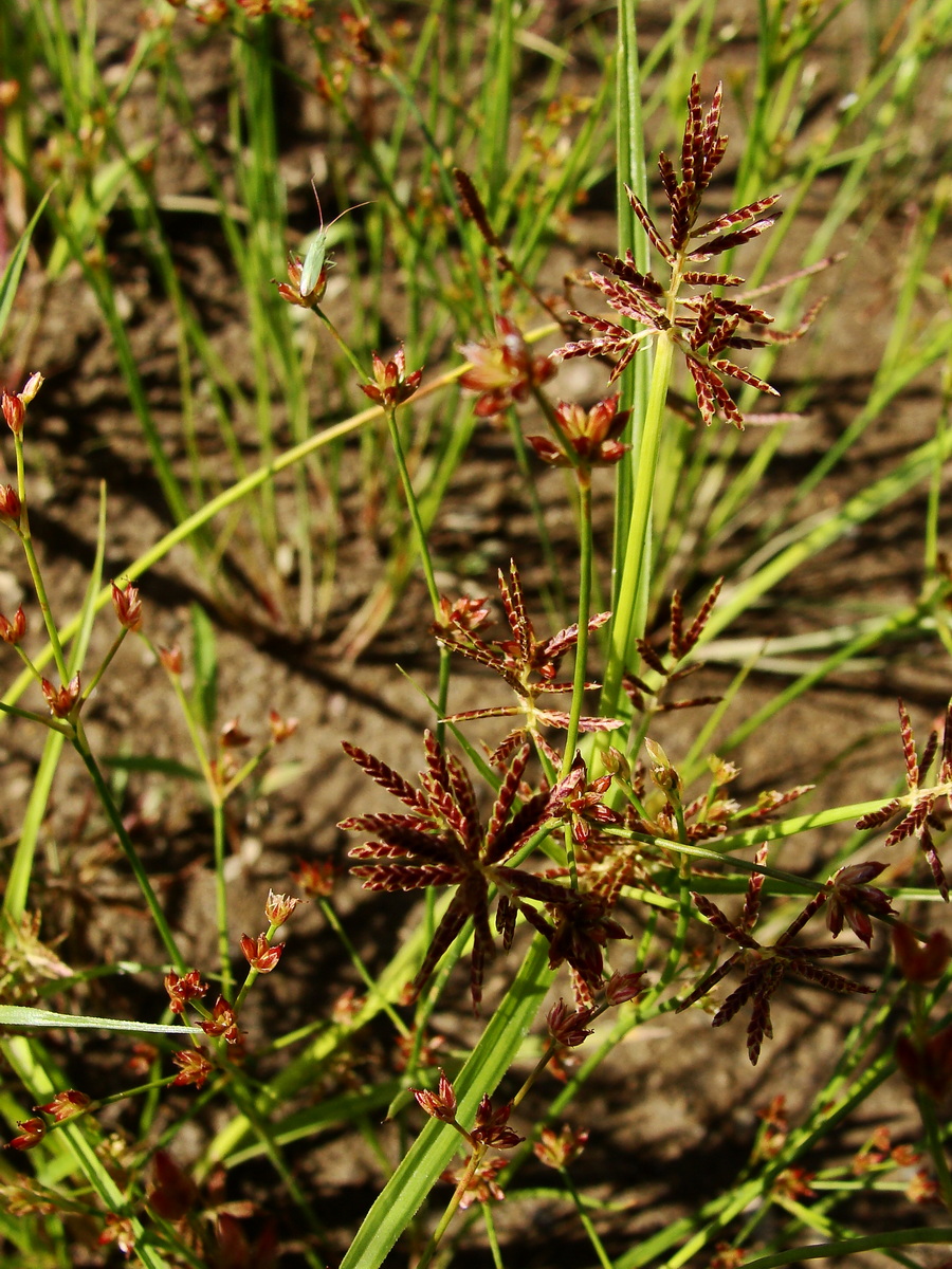 Image of Cyperus orthostachyus specimen.