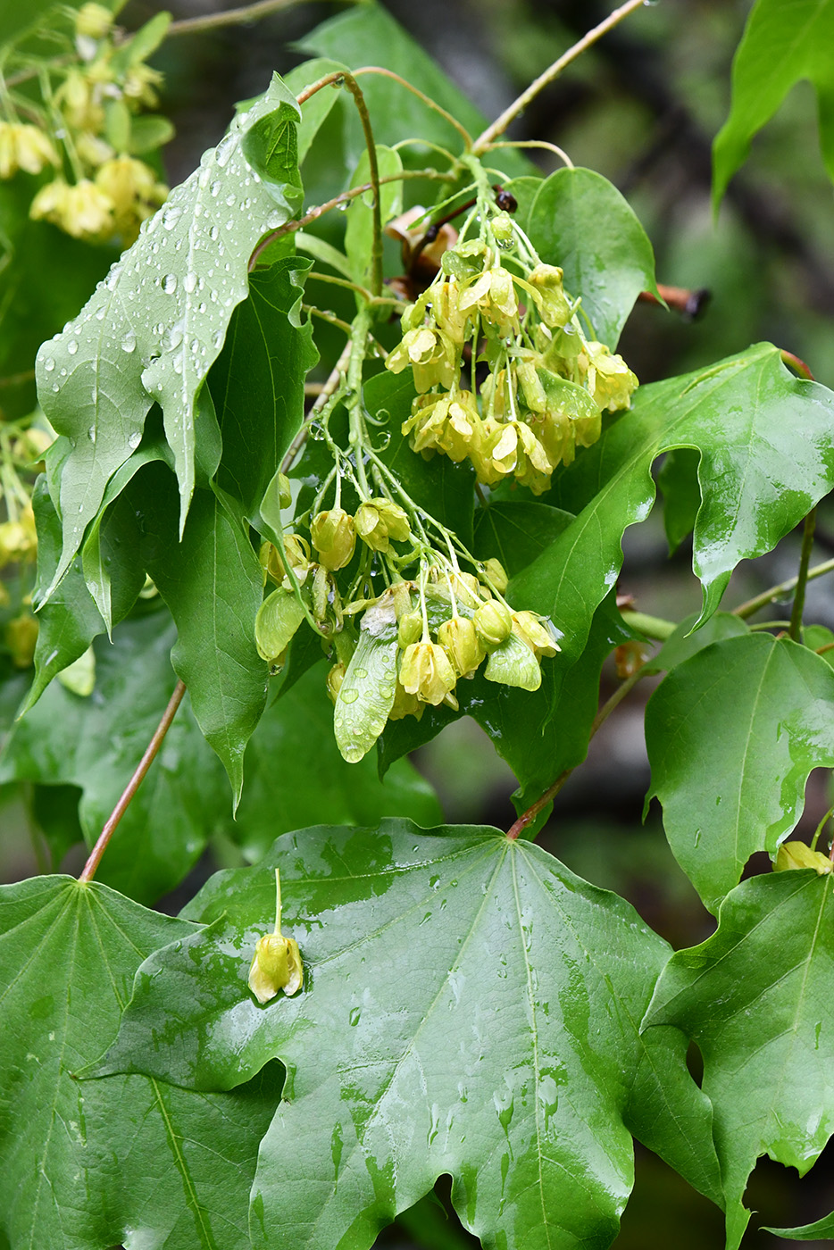 Изображение особи Acer turkestanicum.