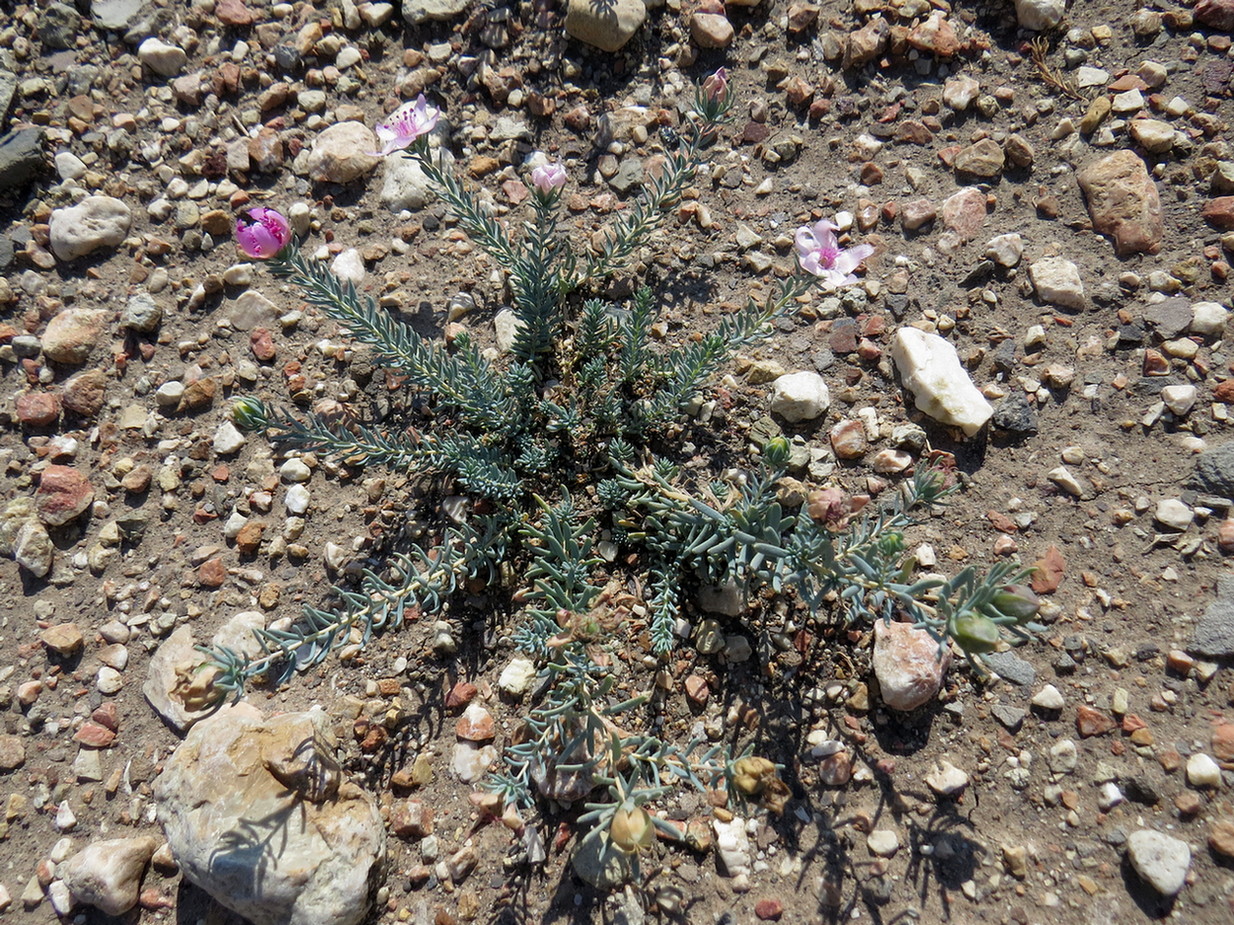 Изображение особи Reaumuria cistoides.