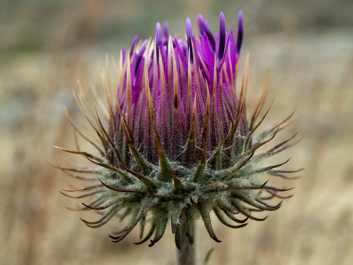 Изображение особи Jurinea roegneri.