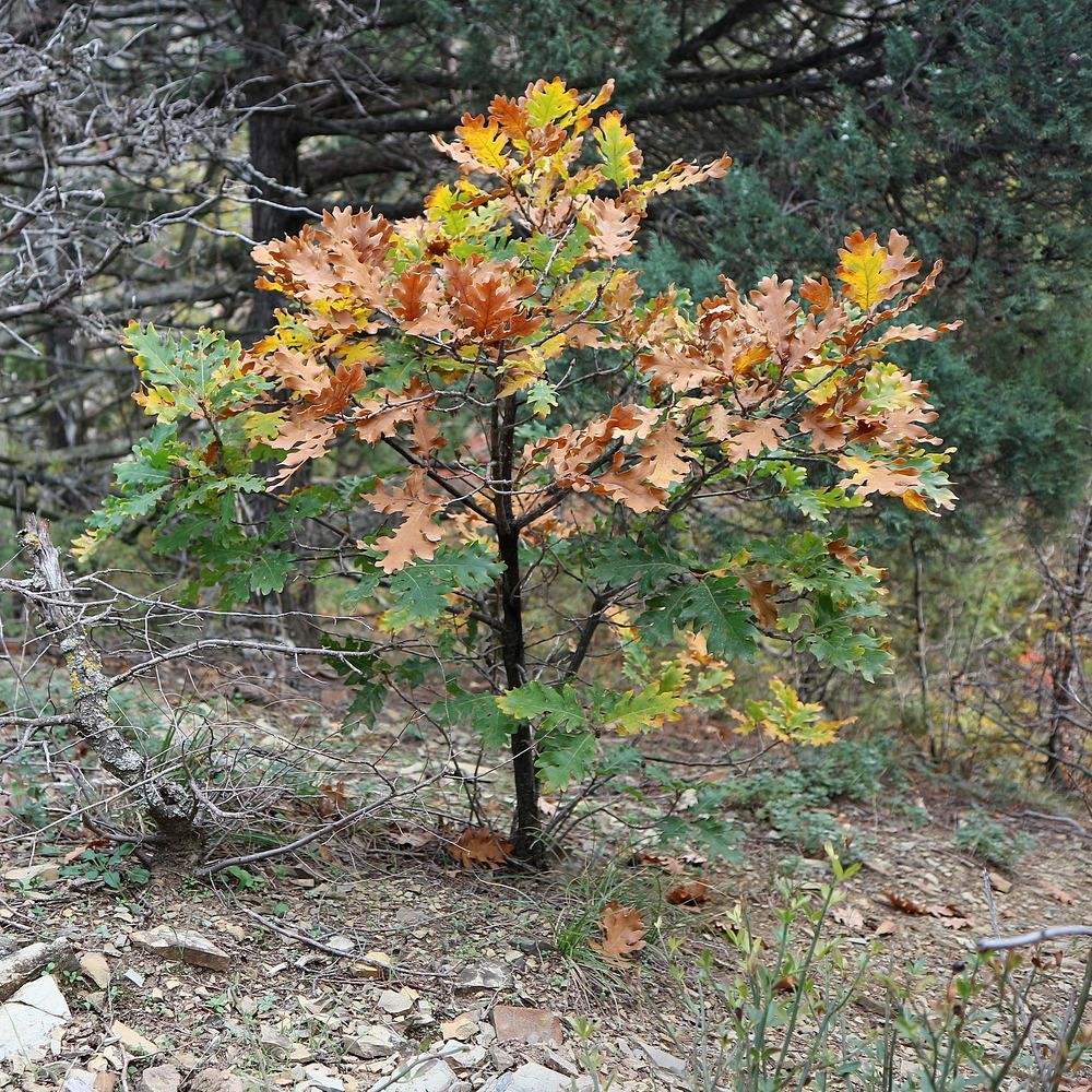Image of genus Quercus specimen.