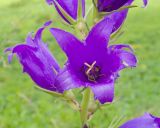 Campanula latifolia