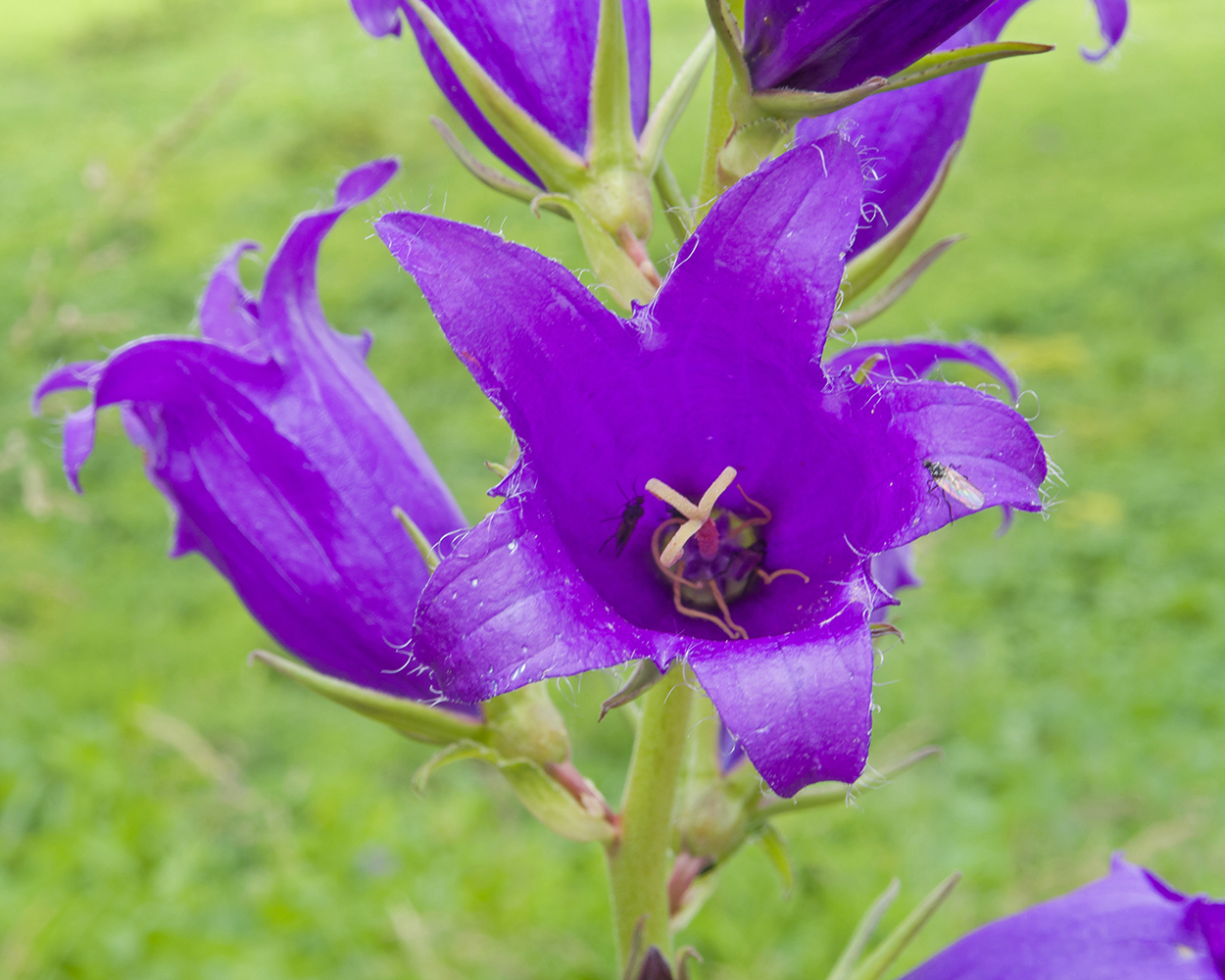Изображение особи Campanula latifolia.