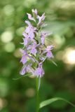 Dactylorhiza urvilleana