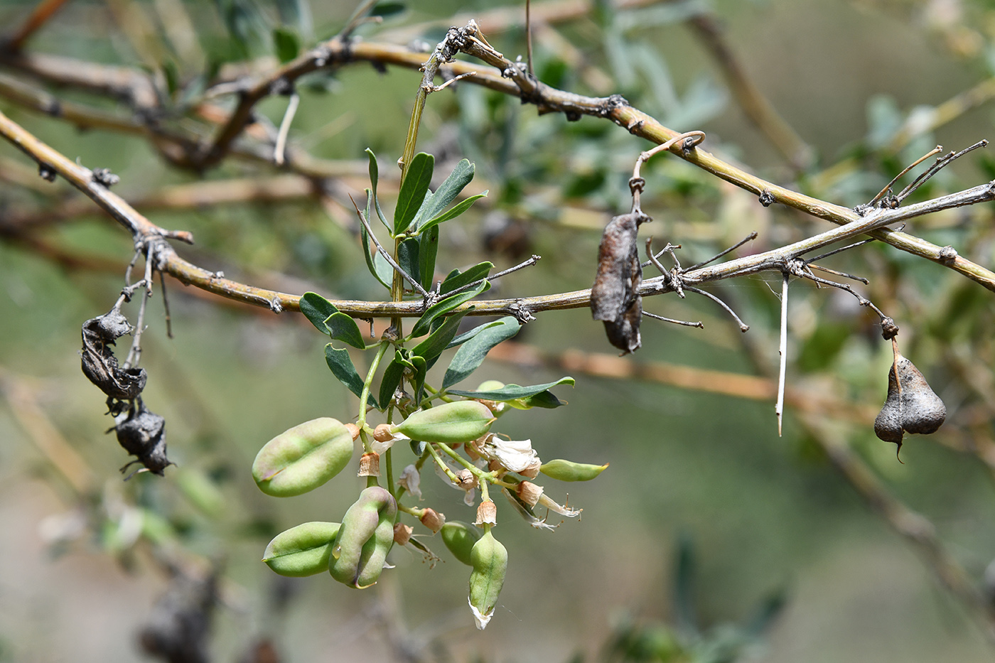 Изображение особи Halimodendron halodendron.