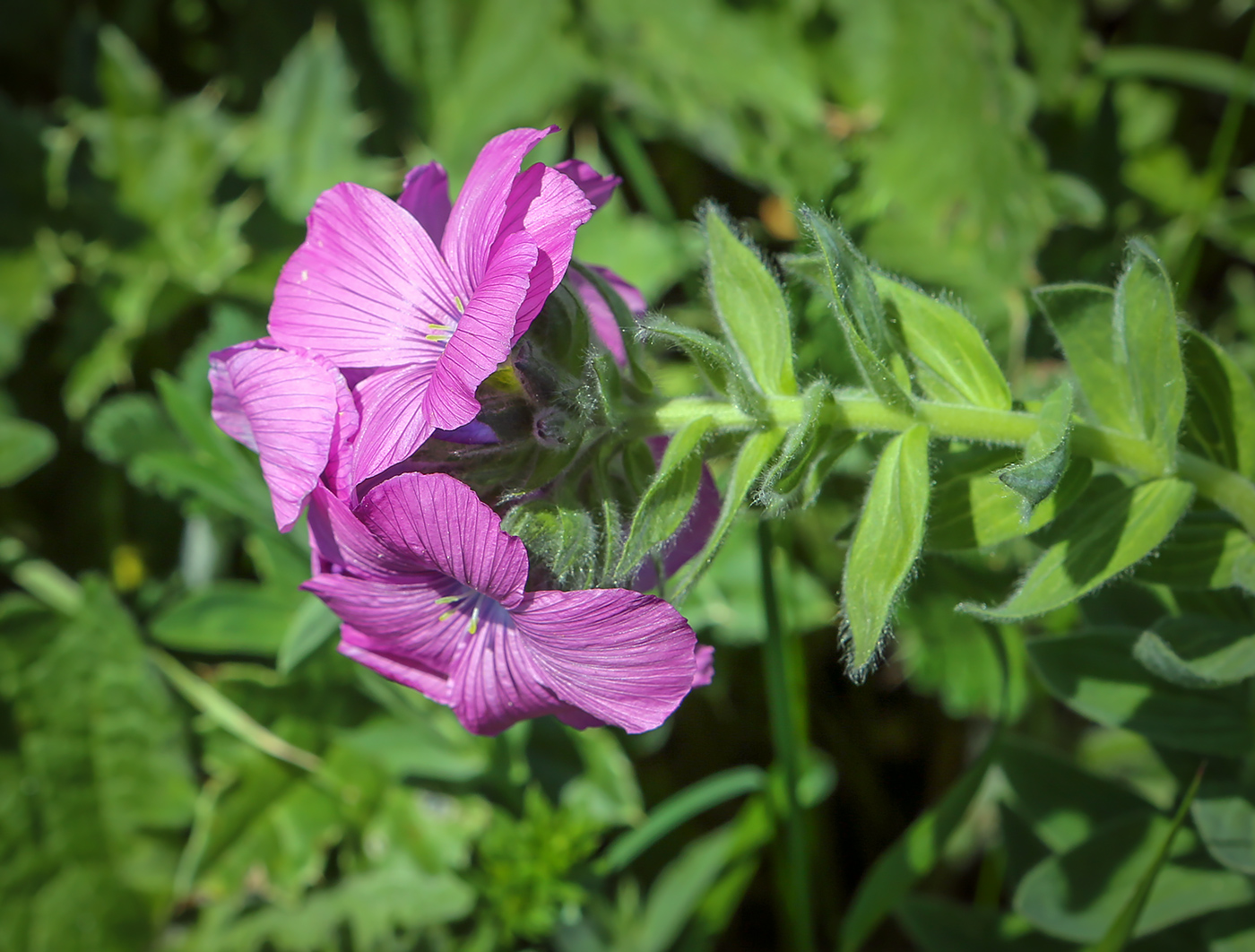 Изображение особи Linum hypericifolium.