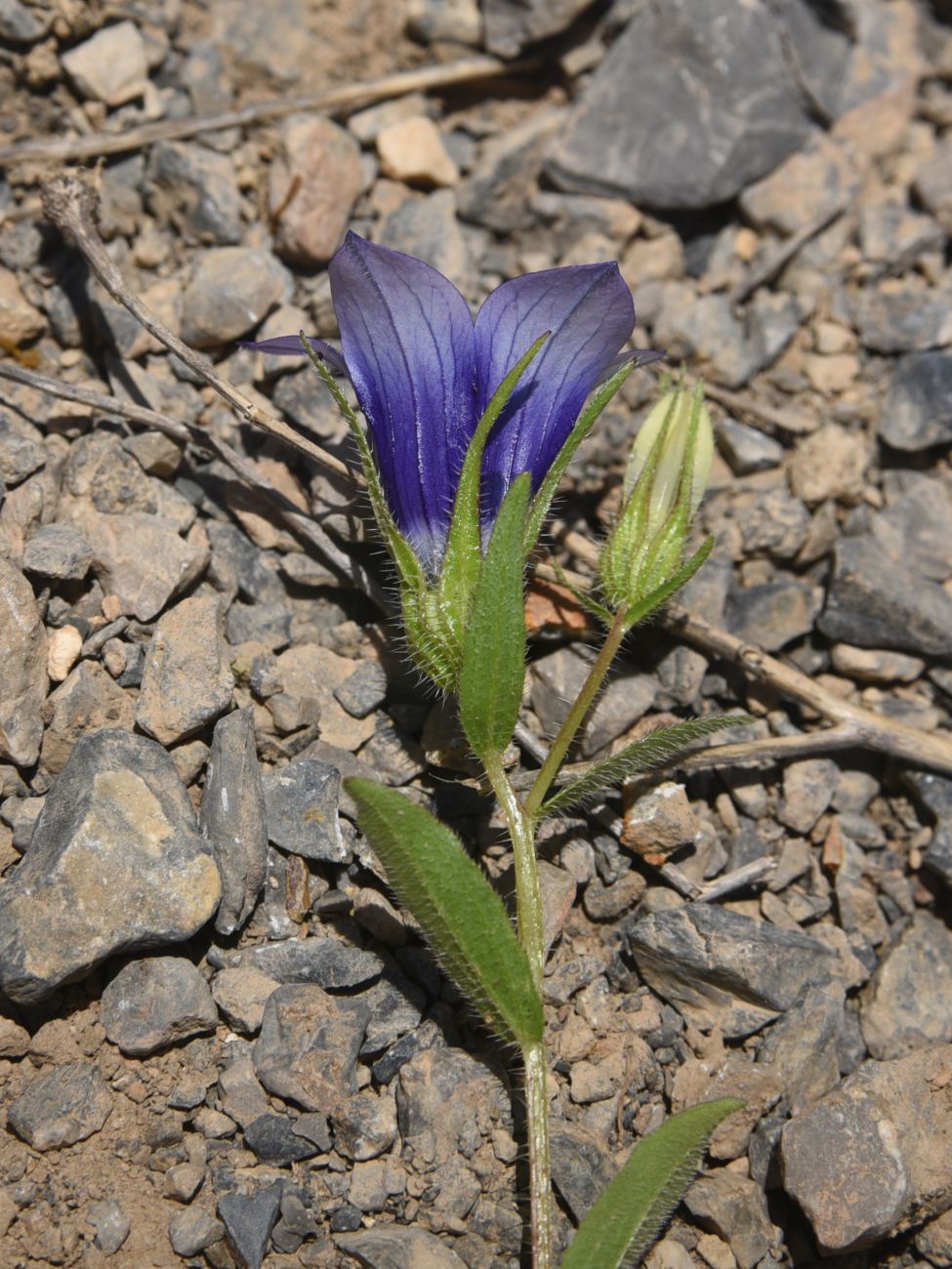 Image of Campanula reuteriana specimen.