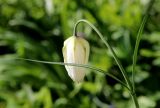 Fritillaria pallidiflora. Верхушка расцветающего растения. Белгородская обл., пос. Ракитное, ул. Сосновая, 2, в культуре. 7 мая 2022 г.