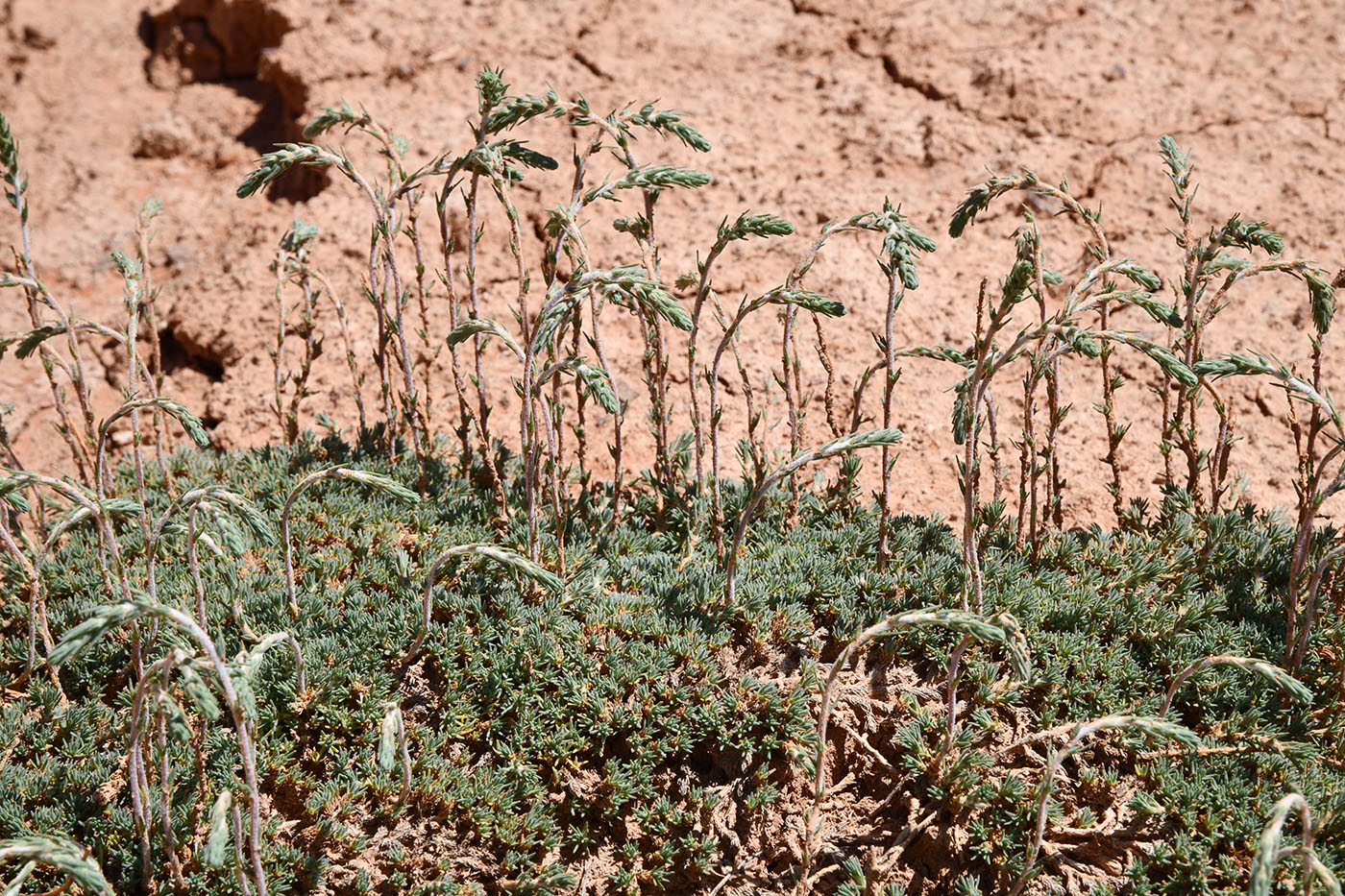 Изображение особи Camphorosma monspeliaca.
