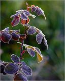 genus Rosa. Верхушка побега с листьями, покрытыми инеем. Московская обл., Раменский р-н, окр. дер. Хрипань, садовый участок. 30.09.2010.