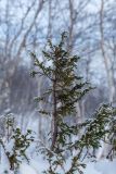 род Juniperus. Верхушка вегетирующего растения в снегу. Мурманская обл., Хибины, подножие зап. склона массива Кукисвумчорр, берёзовый лес. 16.02.2026.