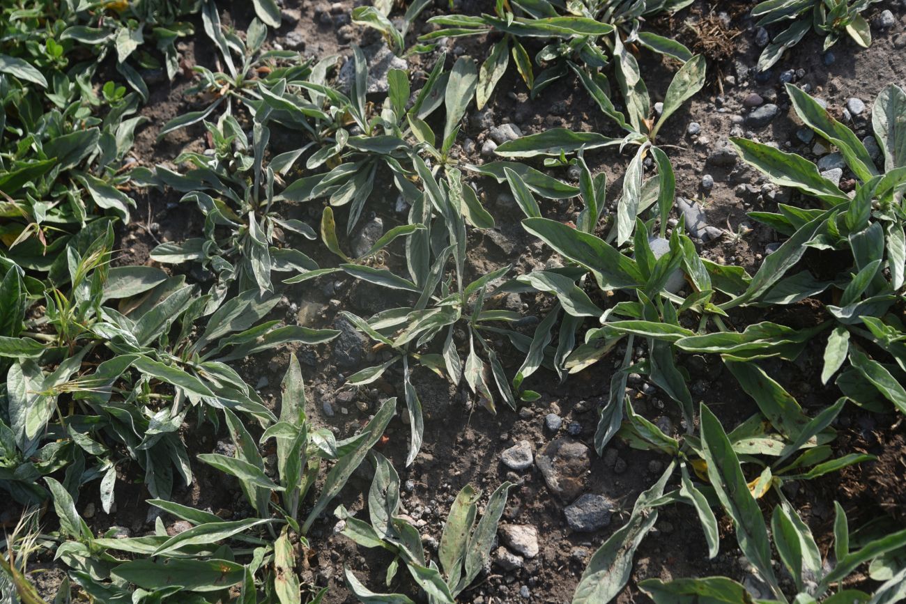 Image of Convolvulus lineatus specimen.