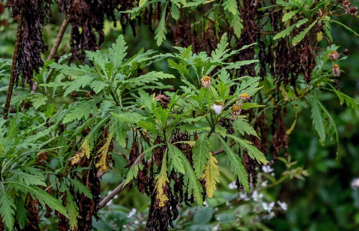 Изображение особи Argyranthemum pinnatifidum.